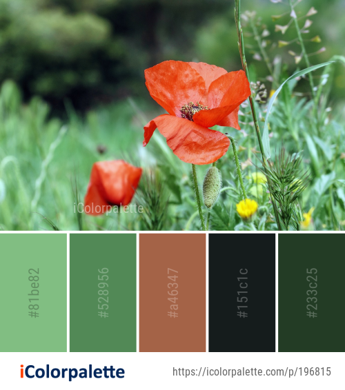 Color Palette Ideas from Flower Wildflower Poppy Image | iColorpalette