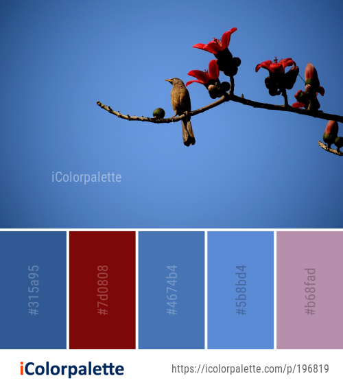 58+ Extreme Sport Color Palette ideas in 2026 | iColorPalette