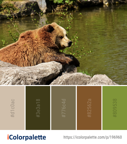 Color Palette Ideas from Brown Bear Mammal Vertebrate Image | iColorpalette