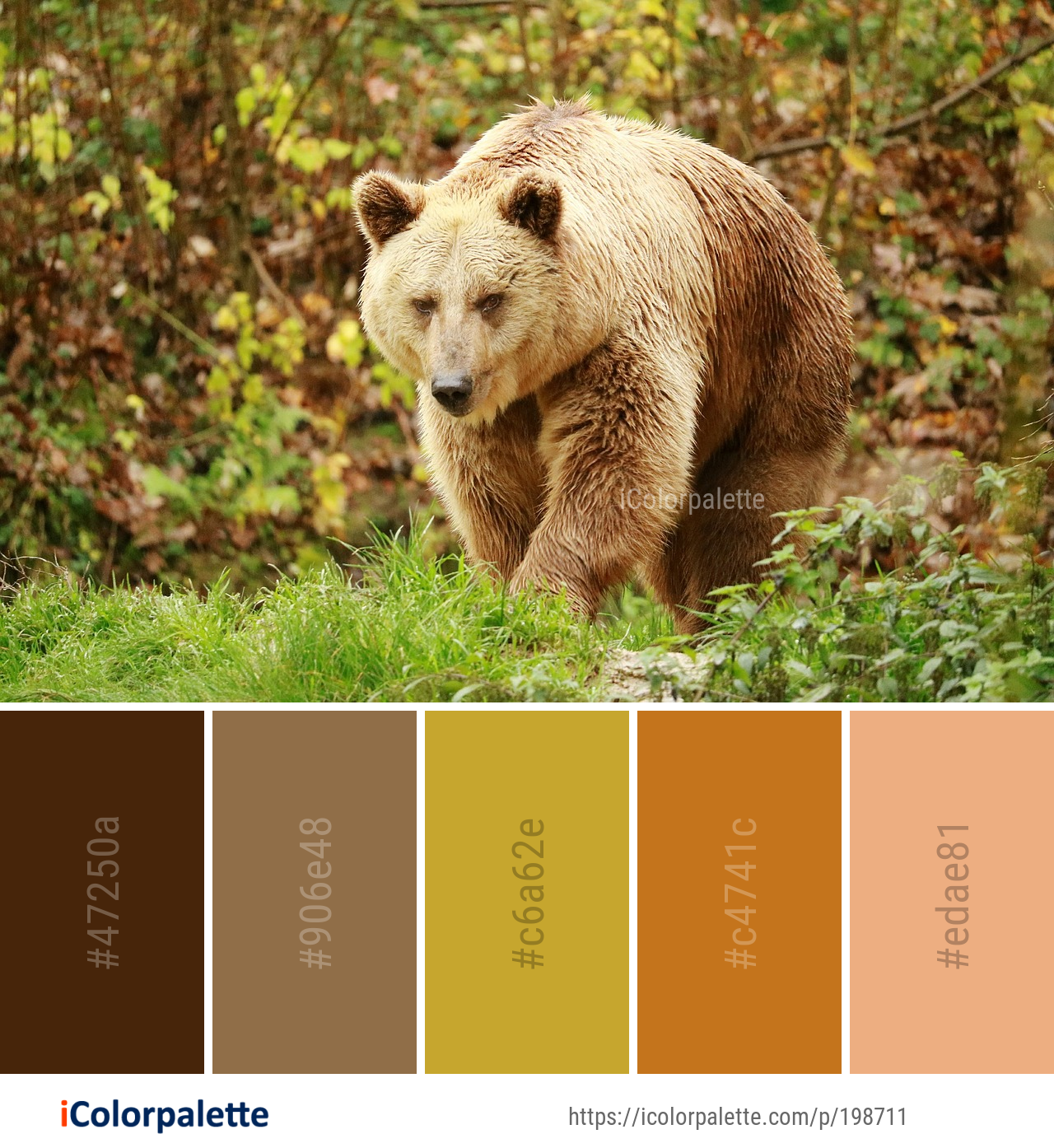 Color Palette Ideas from Brown Bear Terrestrial Animal Grizzly Image ...