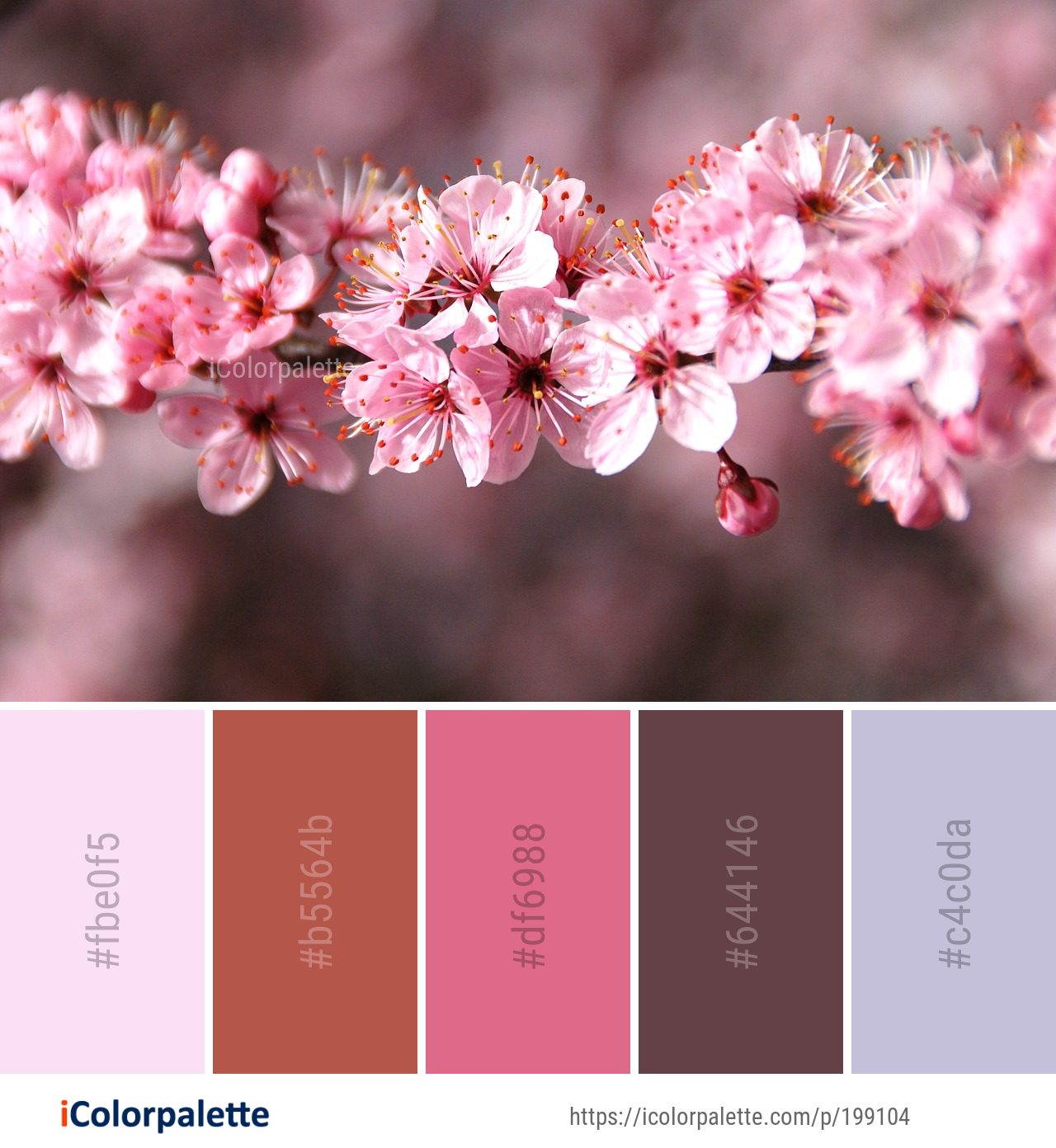 Color Palette Ideas from Blossom Flower Pink Image | iColorpalette