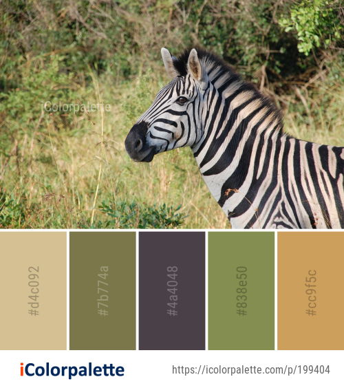 Color Palette Ideas from Wildlife Zebra Grassland Image iColorpalette