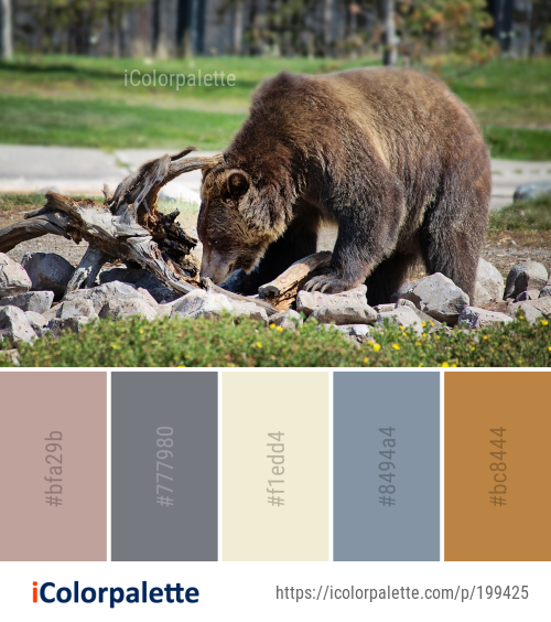 Color Palette Ideas from Fauna Grizzly Bear Wildlife Image | iColorpalette