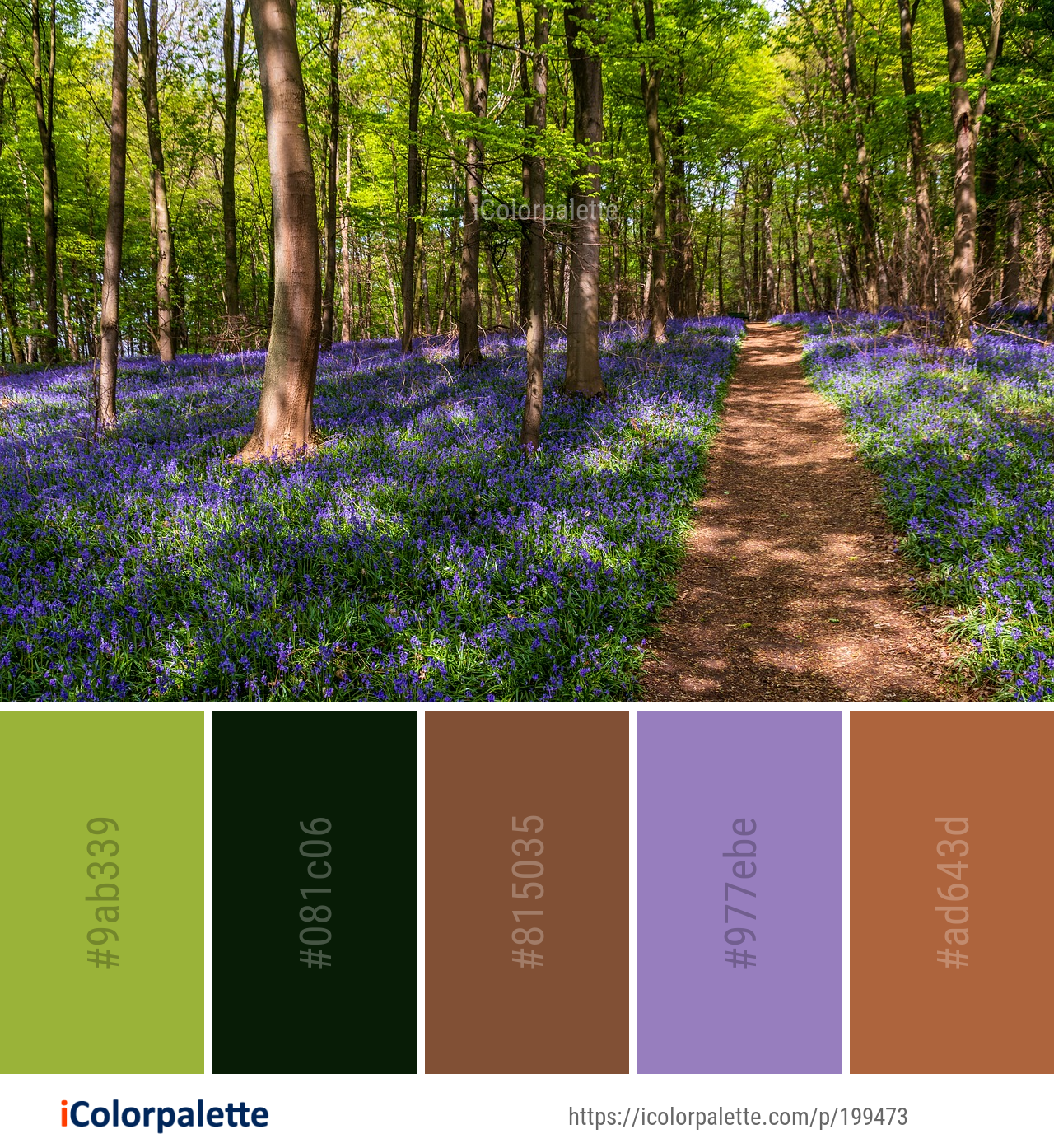 Color Palette Ideas From Woodland Ecosystem Nature Image Icolorpalette