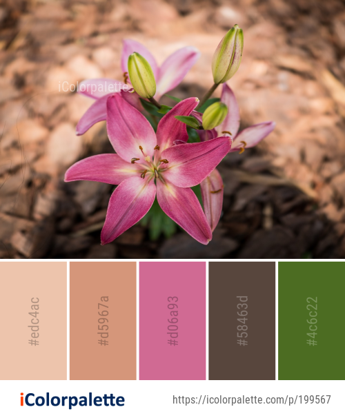 Color Palette Ideas from Flower Plant Lily Image iColorpalette