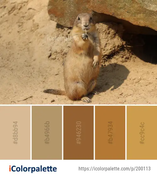 what color is a prairie dog