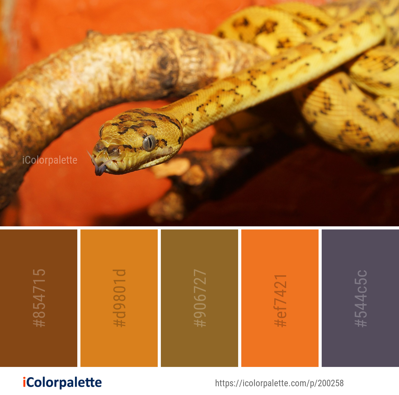 color-palette-ideas-from-colorful-image-icolorpalette