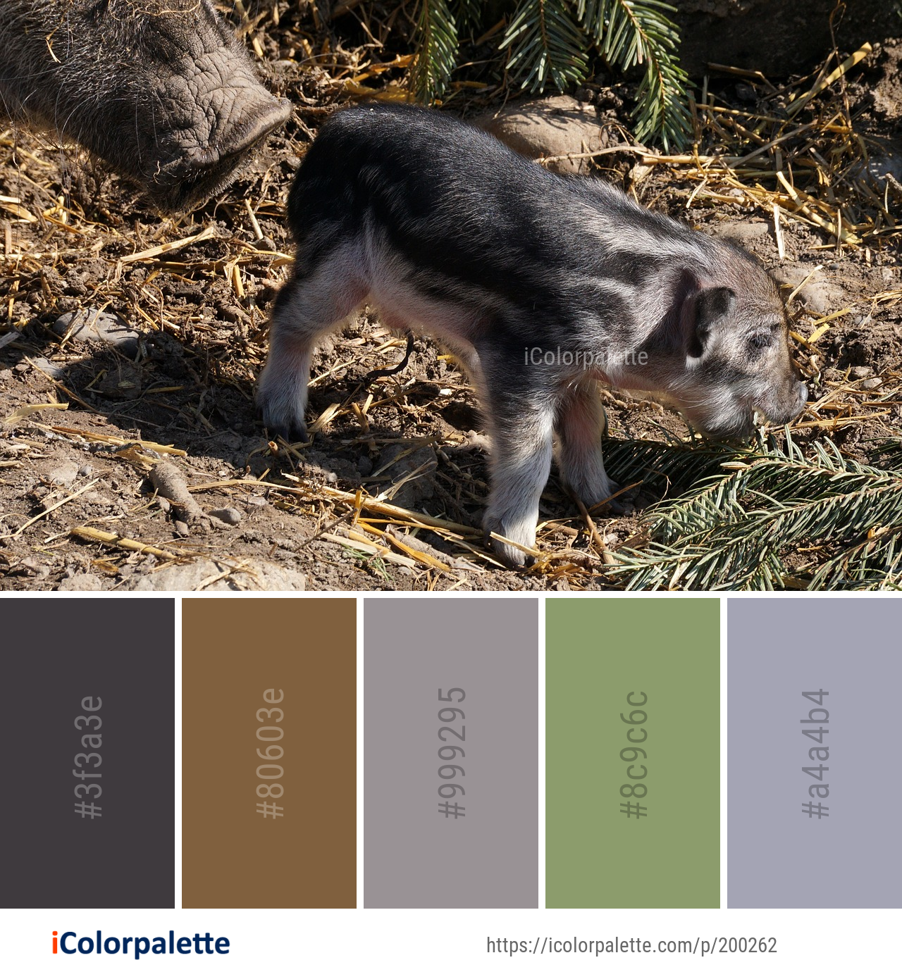 Color Palette Ideas from Pig Like Mammal Fauna Image | iColorpalette