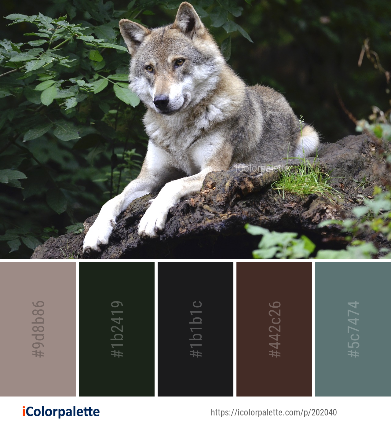 Color Palette Ideas from Wolf Wildlife Mammal Image | iColorpalette