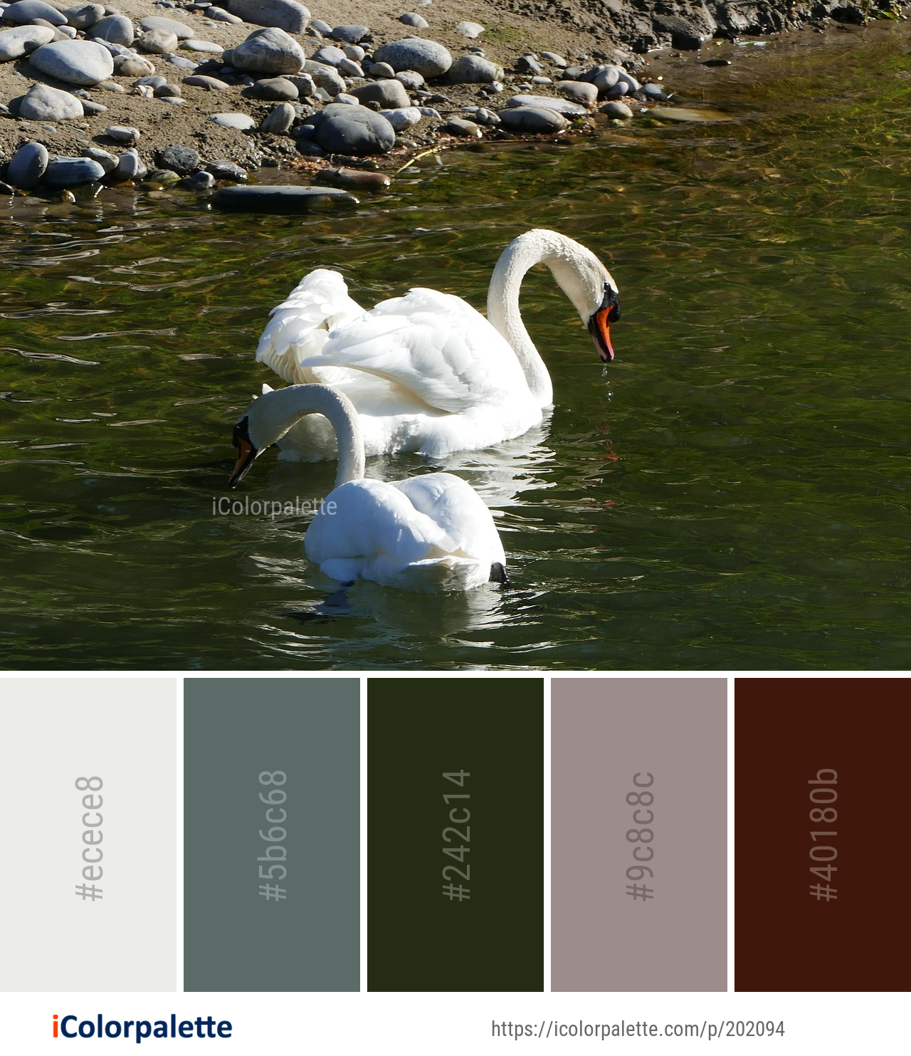 Color Palette Ideas from Swan Bird Water Image | iColorpalette