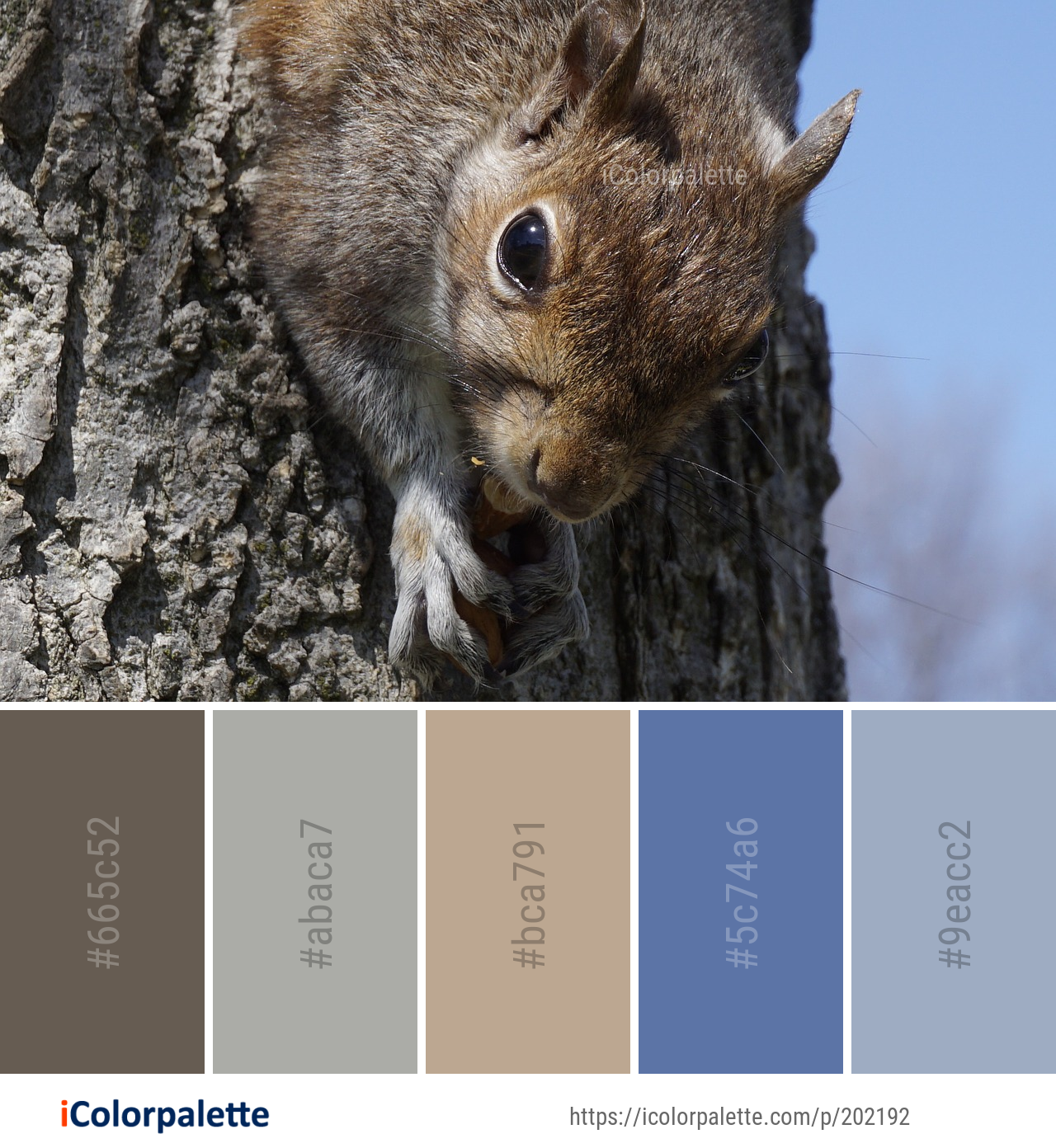Color Palette Ideas from Squirrel Fauna Mammal Image | iColorpalette