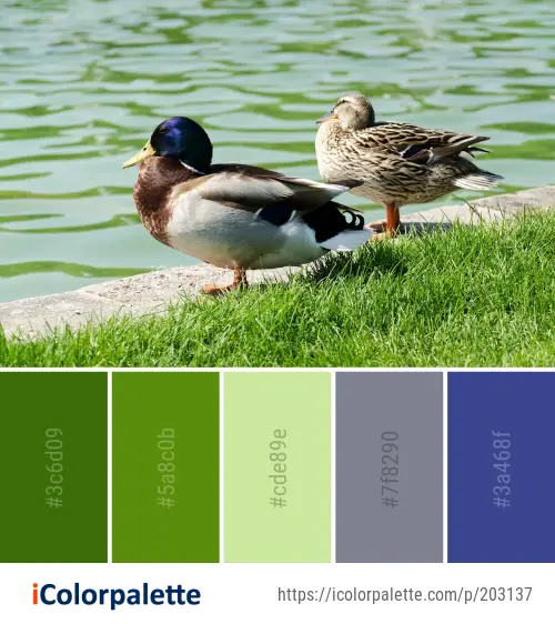 Color Palette Ideas from Bird Duck Mallard Image | iColorpalette