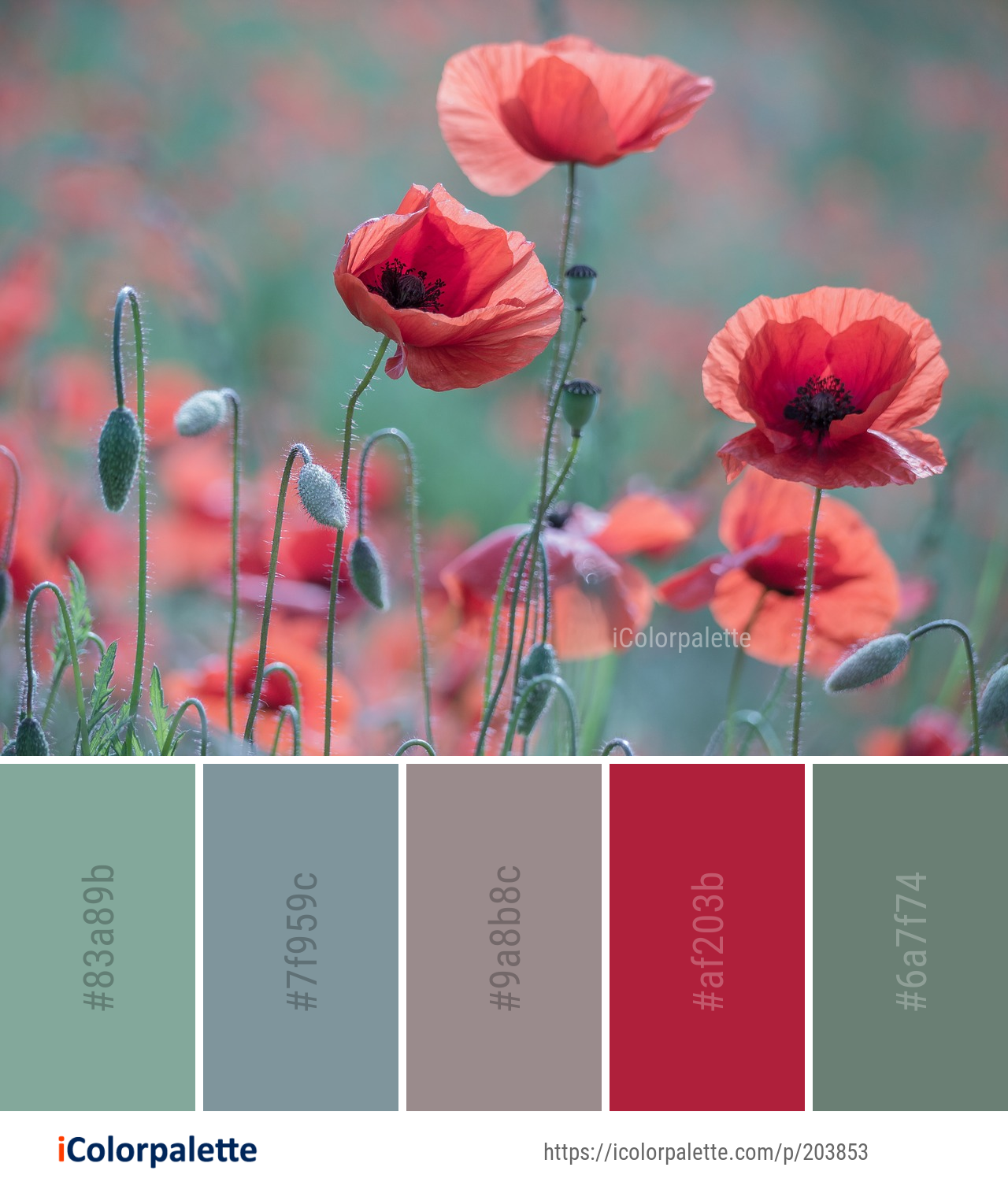 Color Palette Ideas from Flower Wildflower Poppy Image | iColorpalette