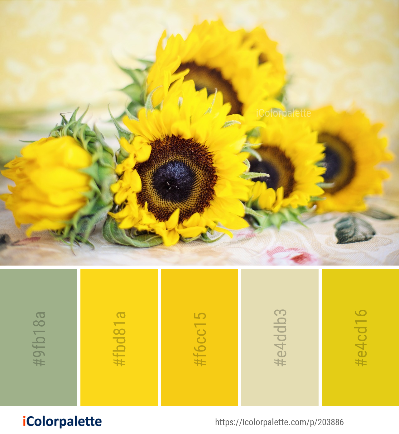 Color Palette Ideas from Flower Sunflower Yellow Image | iColorpalette