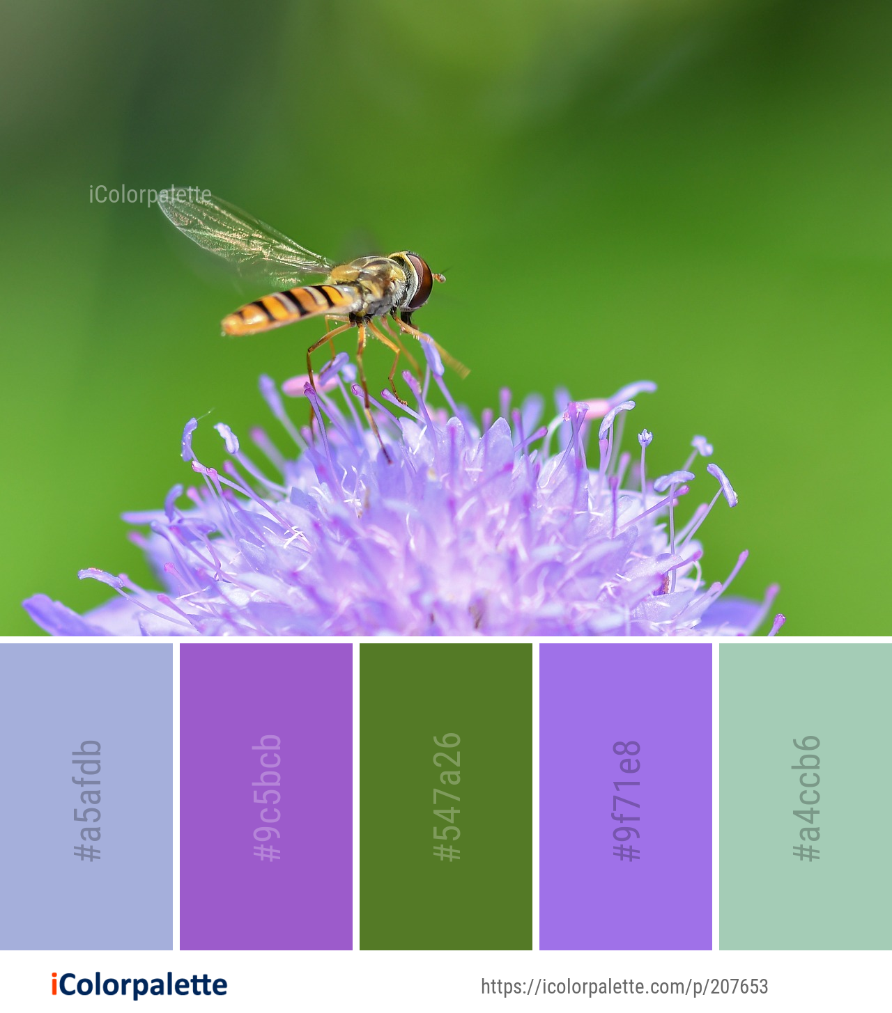 Color Palette Ideas from Insect Honey Bee Fly Image | iColorpalette