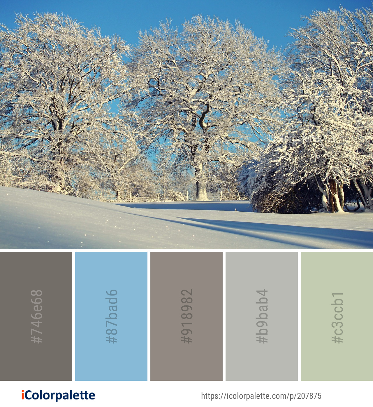 Color Palette Ideas from Winter Snow Tree Image | iColorpalette