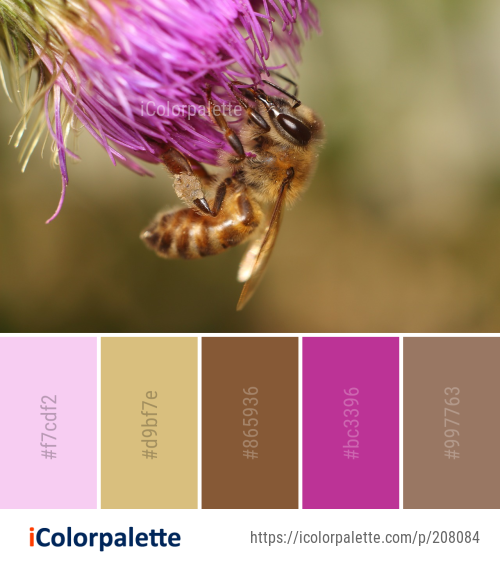 Color Palette Ideas from Honey Bee Insect Image | iColorpalette