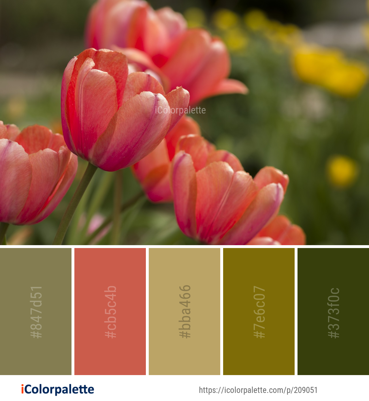 Color Palette Ideas from Flower Plant Tulip Image iColorpalette
