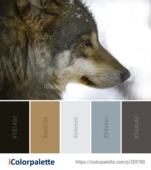 Color Palette Ideas from Wildlife Wolf Fauna Image | iColorpalette