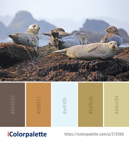 Color Palette Ideas from Fauna Harbor Seal Seals Image | iColorpalette