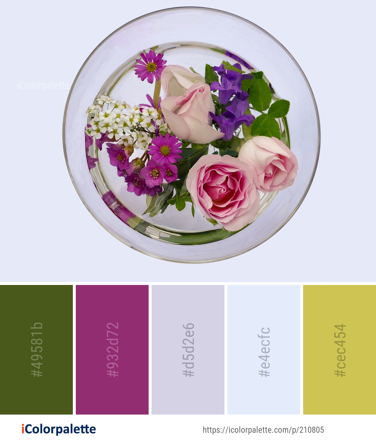 Color Palette Ideas from Flower Rose Family Dishware Image iColorpalette