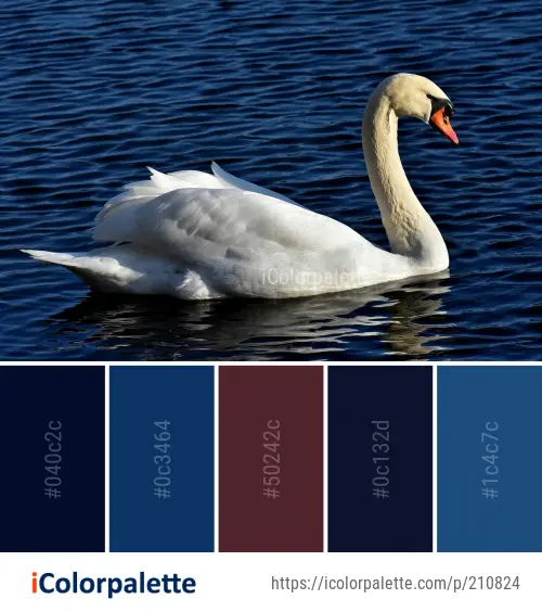 Color Palette Ideas from Swan Water Bird Image | iColorpalette