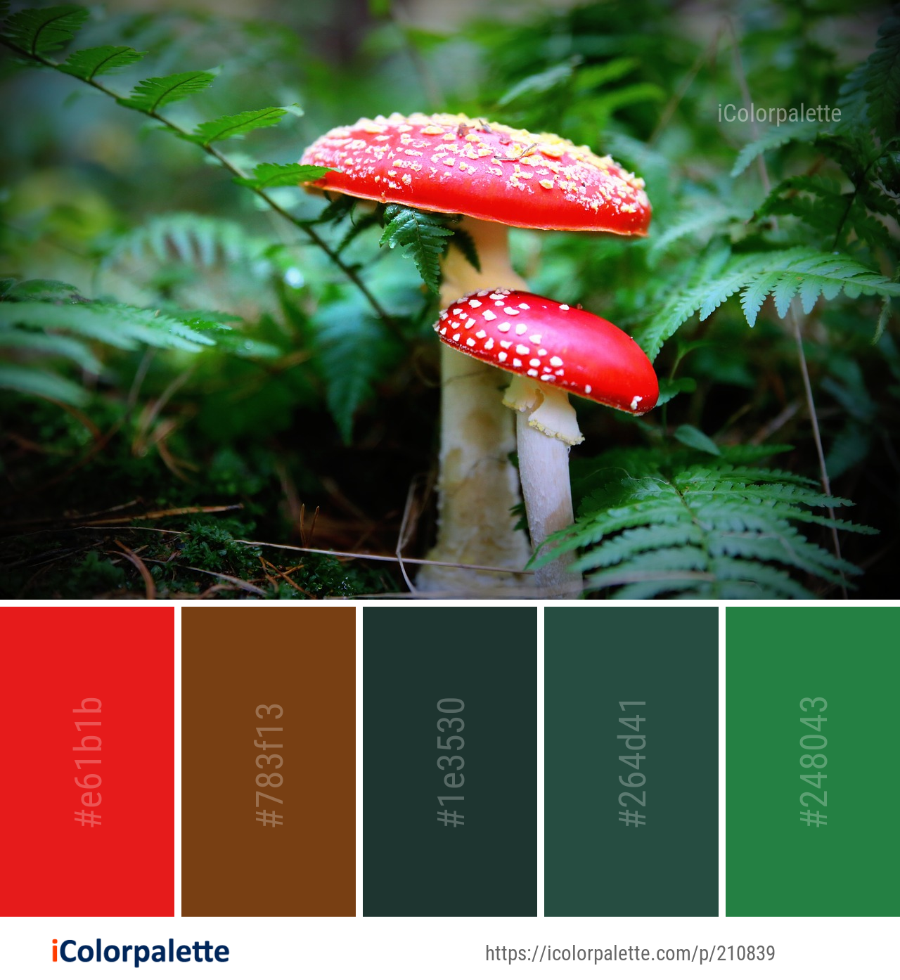 Color Palette Ideas from Fungus Mushroom Vegetation Image | iColorpalette