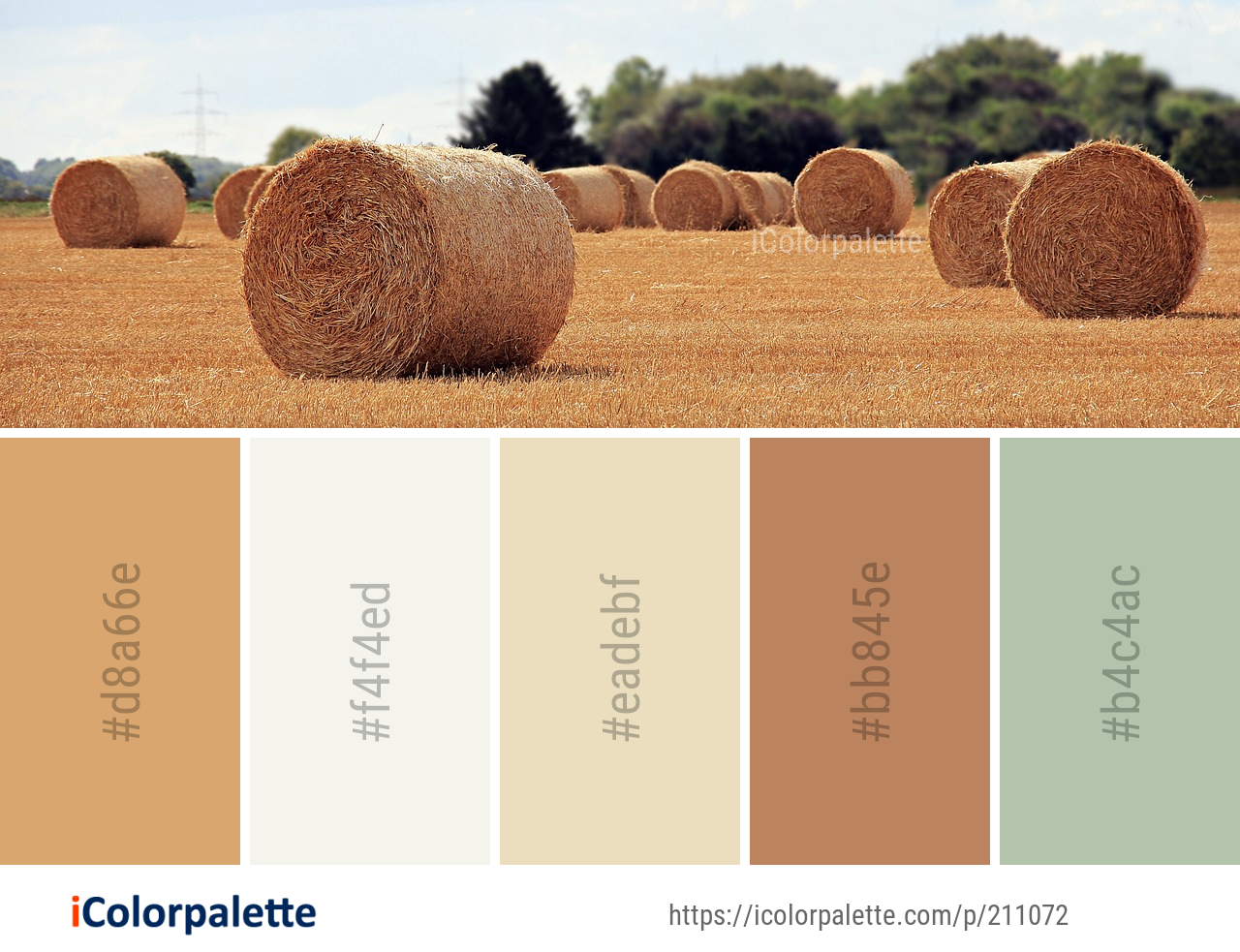 Color Palette Ideas from Hay Field Straw Image iColorpalette