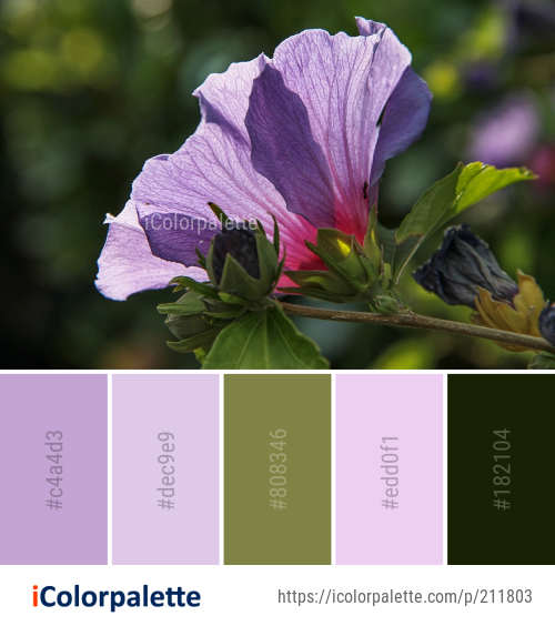 Color Palette Ideas from Flower Plant Flora Image