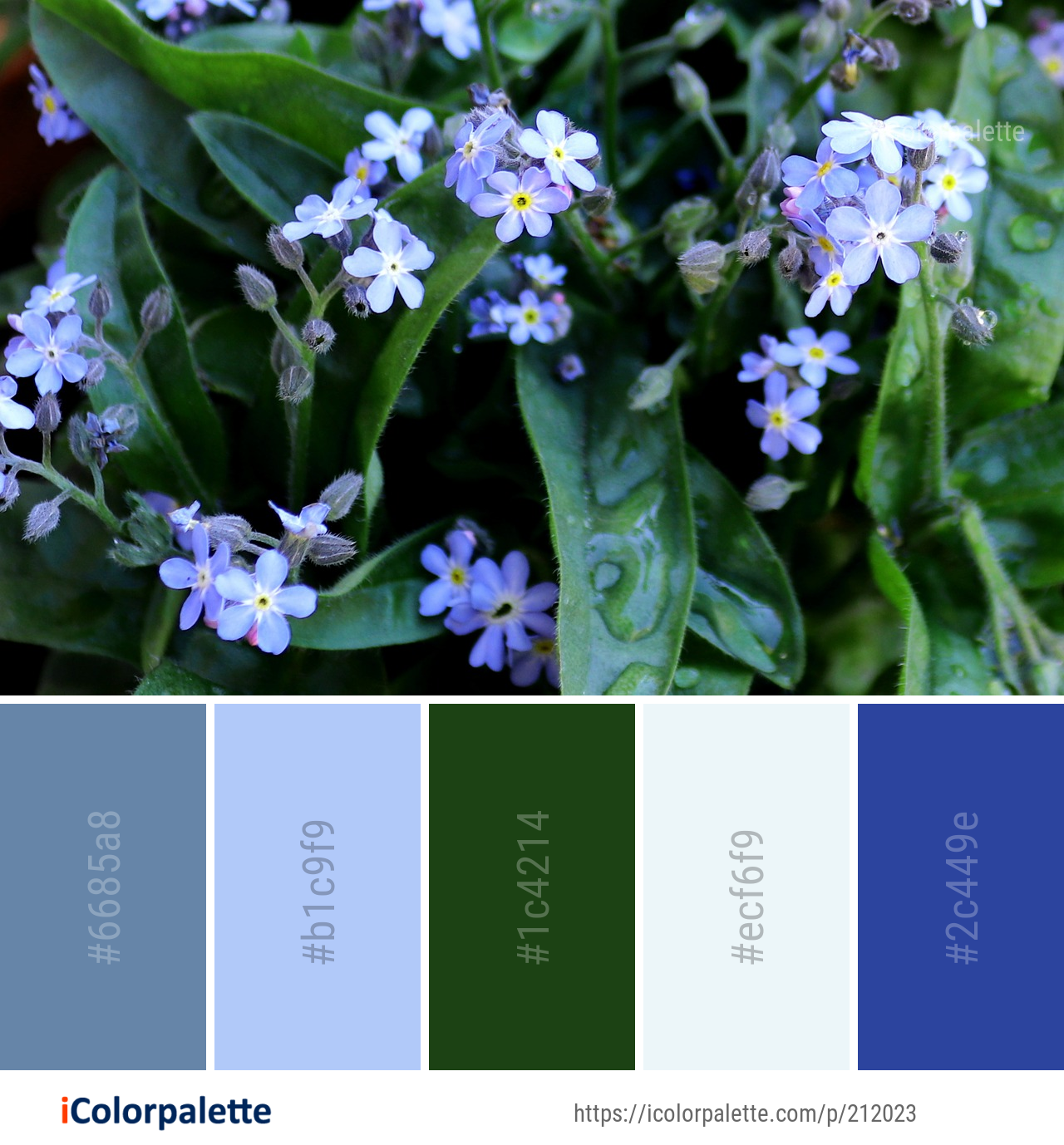 Color Palette Ideas from Flower Me Not Plant Image iColorpalette