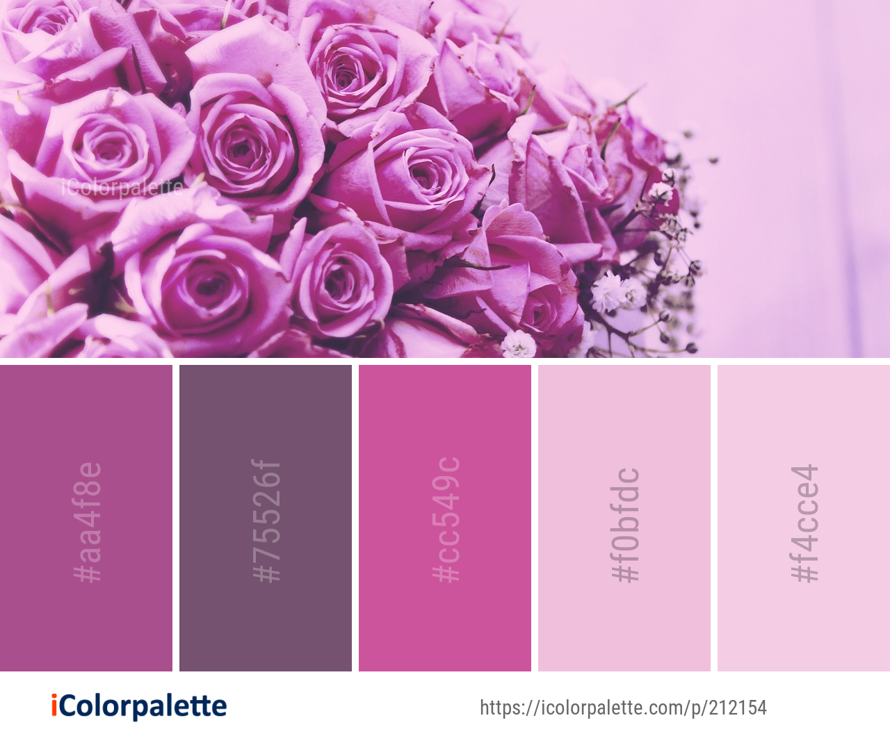 Color Palette Ideas from Flower Pink Rose Image | iColorpalette