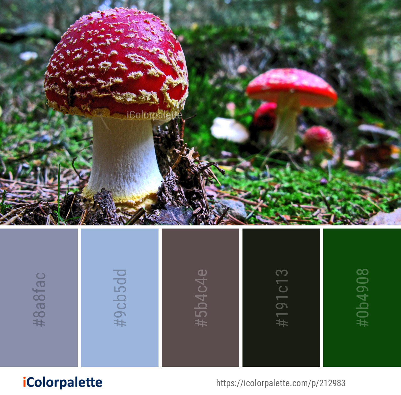 Color Palette Ideas from Fungus Mushroom Agaric Image | iColorpalette