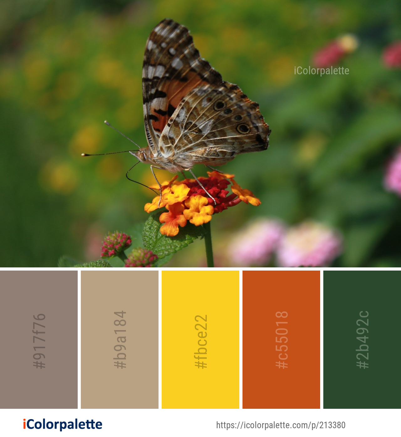 Color Palette Ideas from Butterfly Insect Moths And Butterflies Image ...