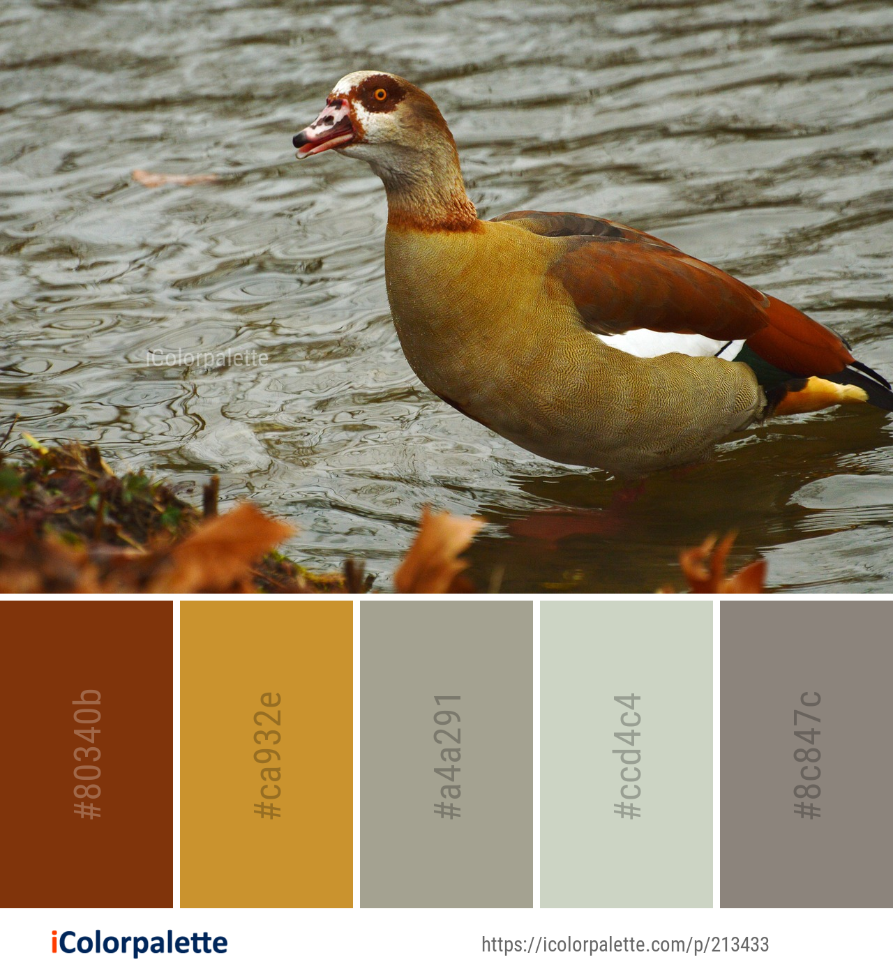Color Palette Ideas from Bird Duck Fauna Image | iColorpalette