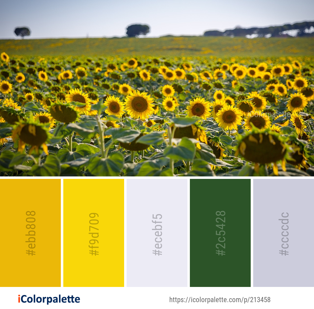 Color Palette Ideas from Flower Sunflower Field Image | iColorpalette