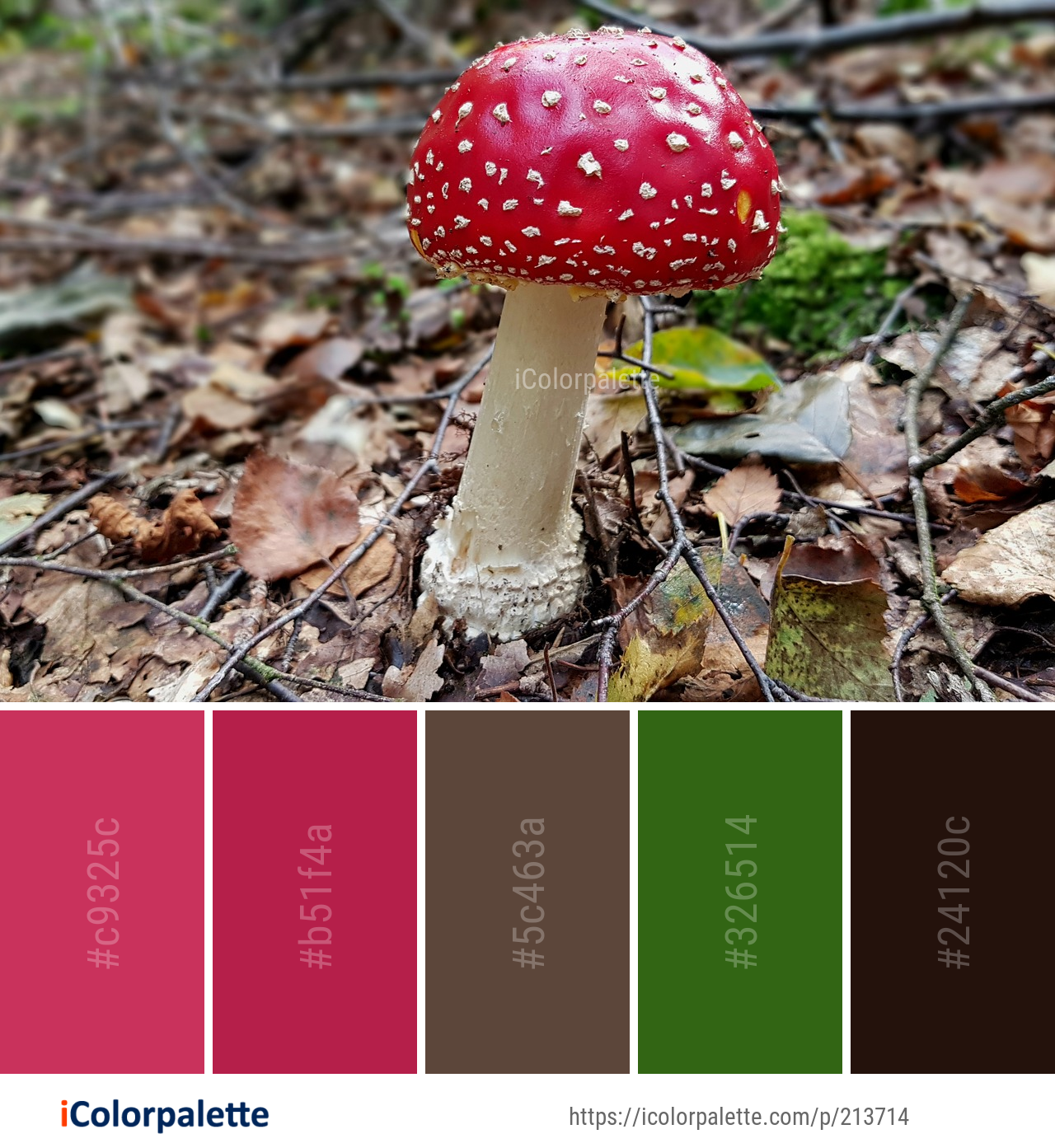 Color Palette Ideas from Mushroom Fungus Agaric Image | iColorpalette