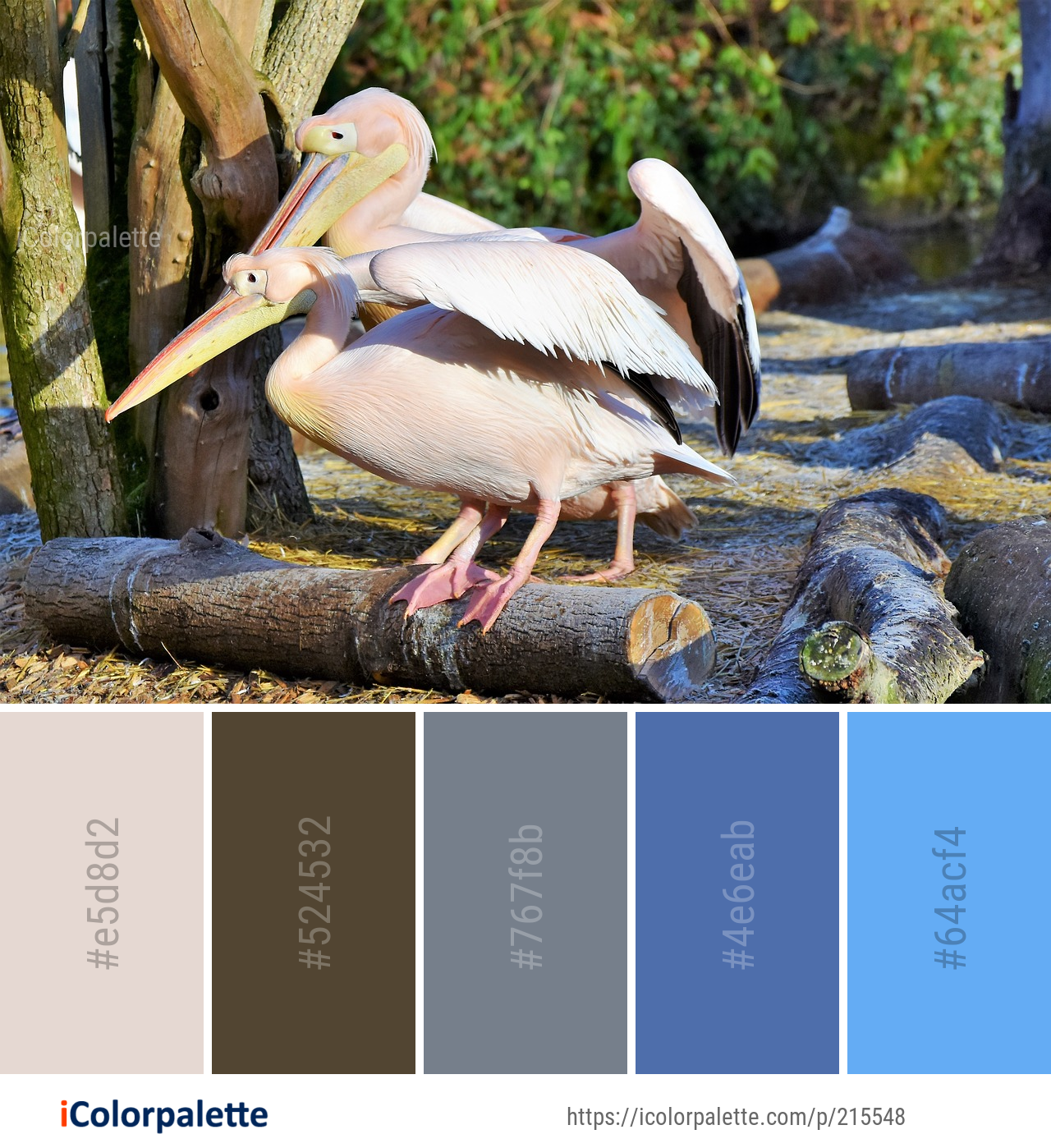 Пелекан. Перуанский Пеликан. Розовый Пеликан. Пеликан с потомством. Животные Австралии Пеликан.