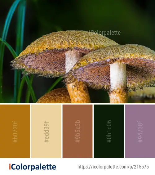 Color Palette Ideas from Fungus Mushroom Edible Image | iColorpalette