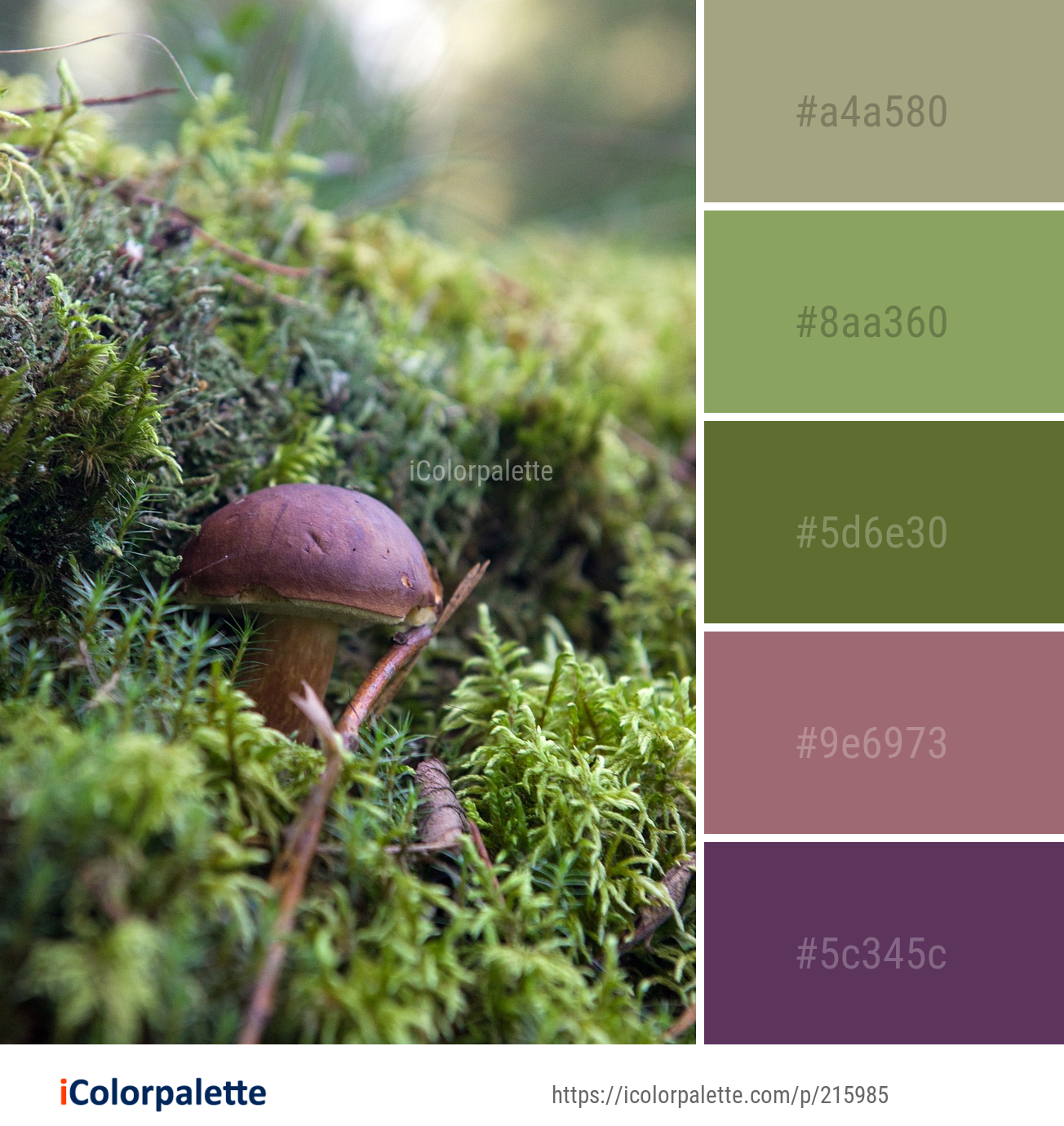 Color Palette Ideas from Fungus Mushroom Vegetation Image | iColorpalette