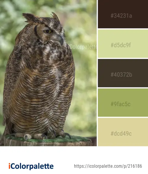 Color Palette Ideas from Owl Fauna Bird Image | iColorpalette