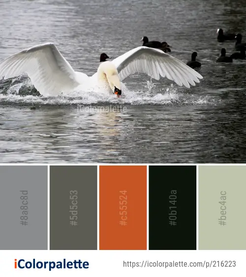 Color Palette Ideas from Bird Swan Water Image | iColorpalette