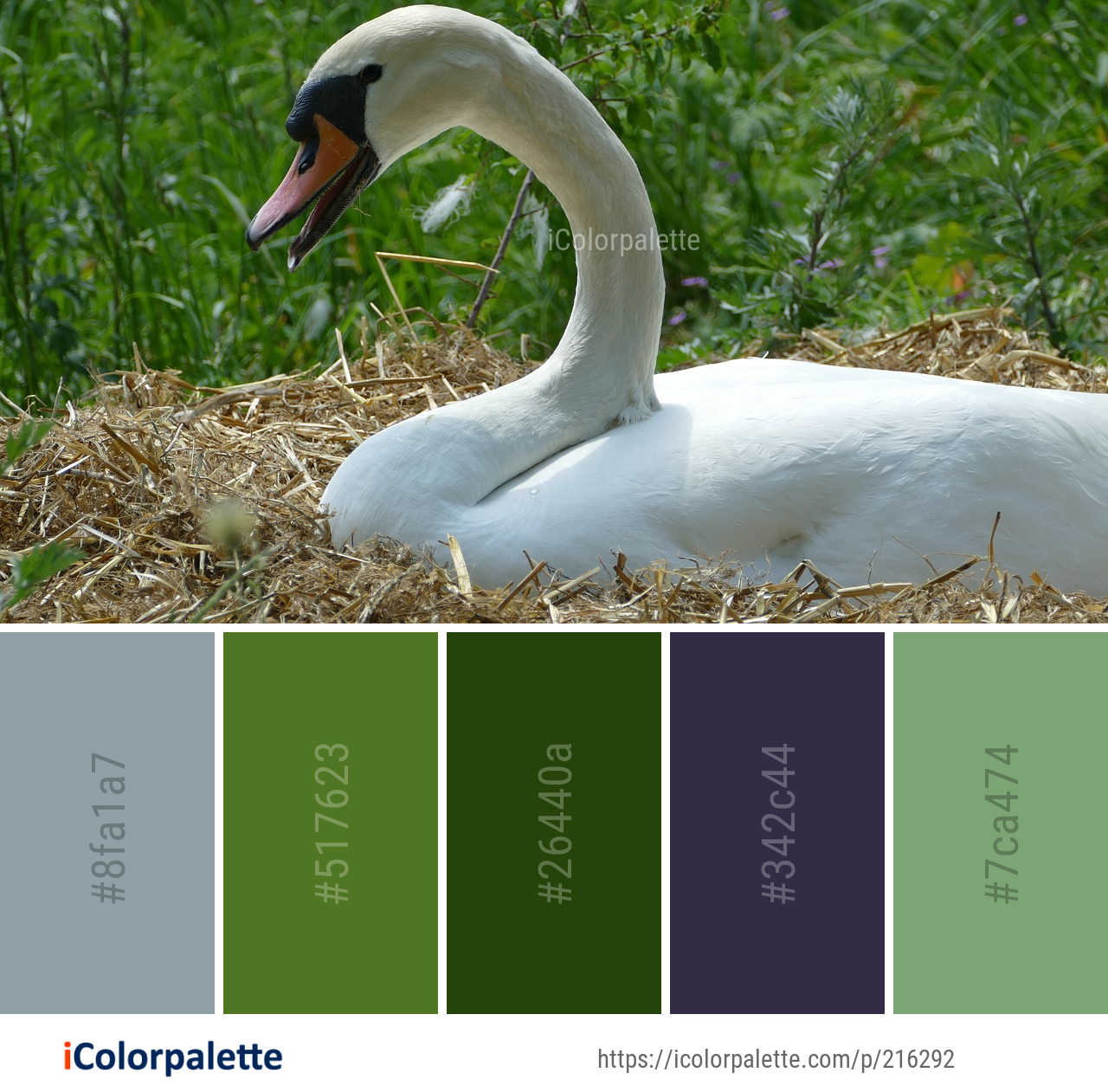 Color Palette Ideas from Bird Swan Fauna Image | iColorpalette