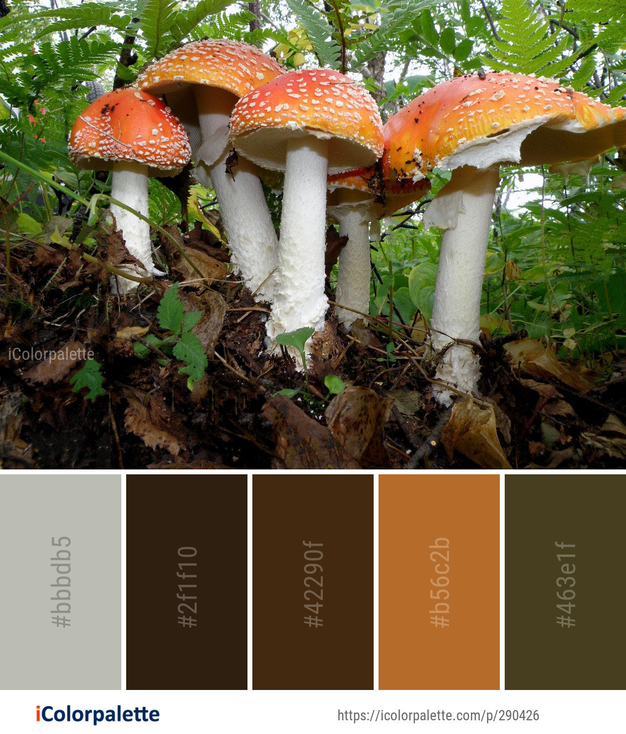 Color Palette Ideas from Fungus Mushroom Agaric Image | iColorpalette