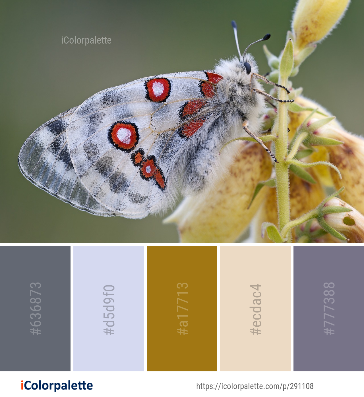 Color Palette Ideas from Insect Moths And Butterflies Butterfly Image ...