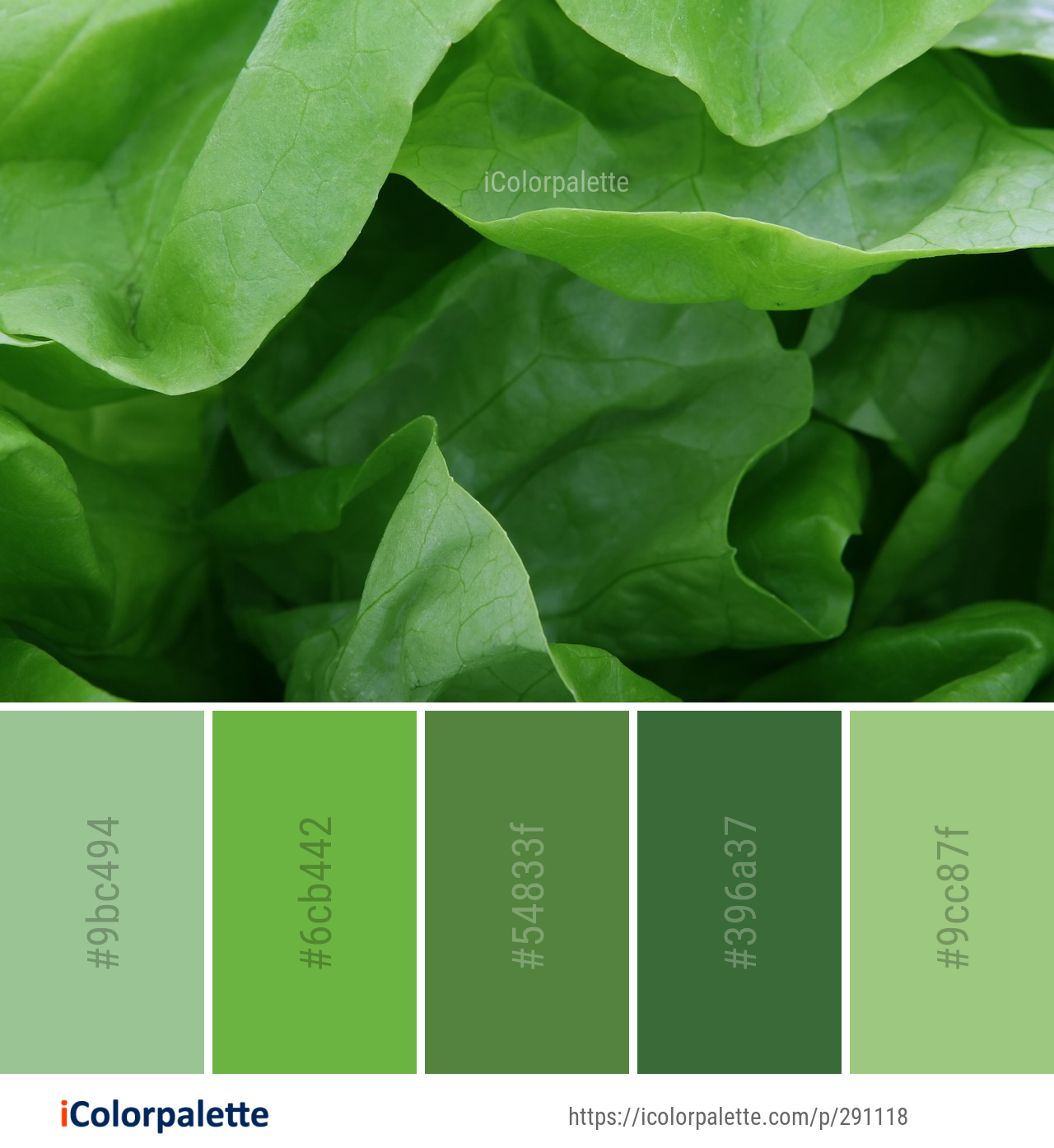 Color Palette Ideas from Green Leaf Plant Image | iColorpalette