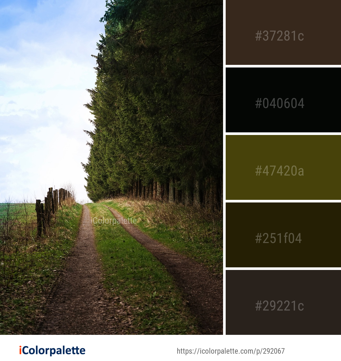 Color Palette Ideas from Sky Path Tree Image | iColorpalette