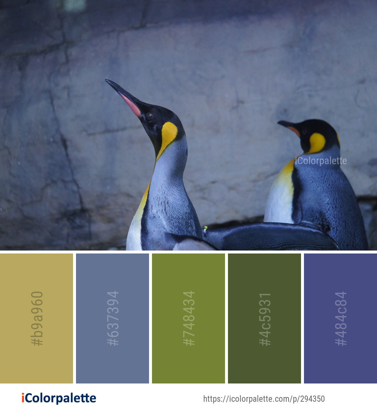 Color Palette Ideas from Bird Penguin Beak Image | iColorpalette