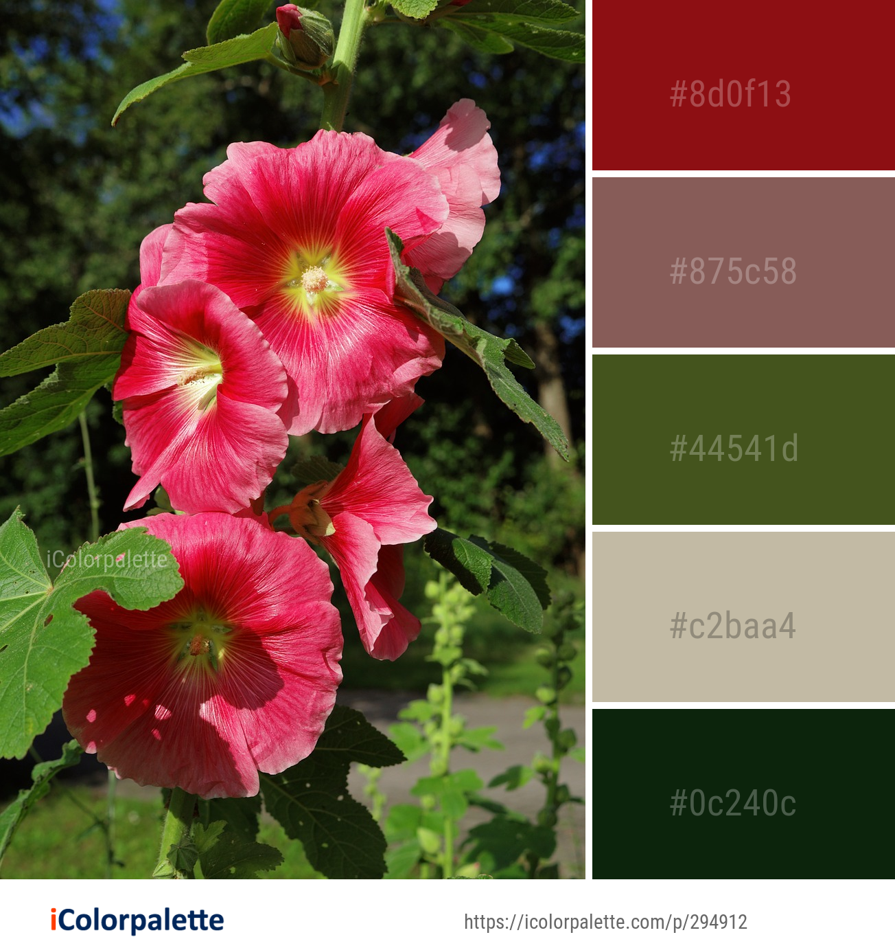 Color Palette Ideas from Flower Plant Flowering Image