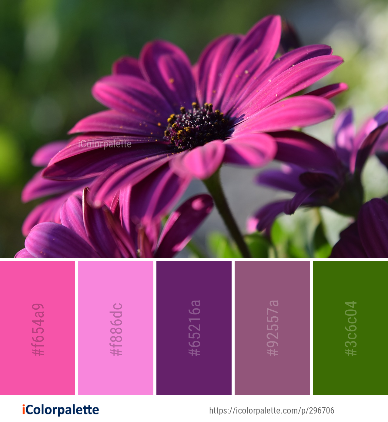 Color Palette Ideas from Flower Flora Purple Image | iColorpalette