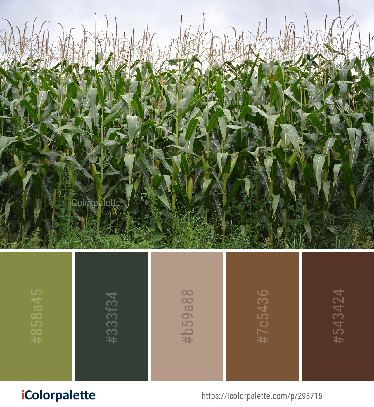 Download Color Palette Ideas From Crop Field Agriculture Image Icolorpalette PSD Mockup Templates